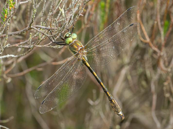 Oxygastra curtisii male.jpg